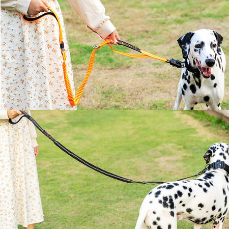 Laisse élastique 2 en 1 pour chien